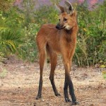 たてがみおおかみ